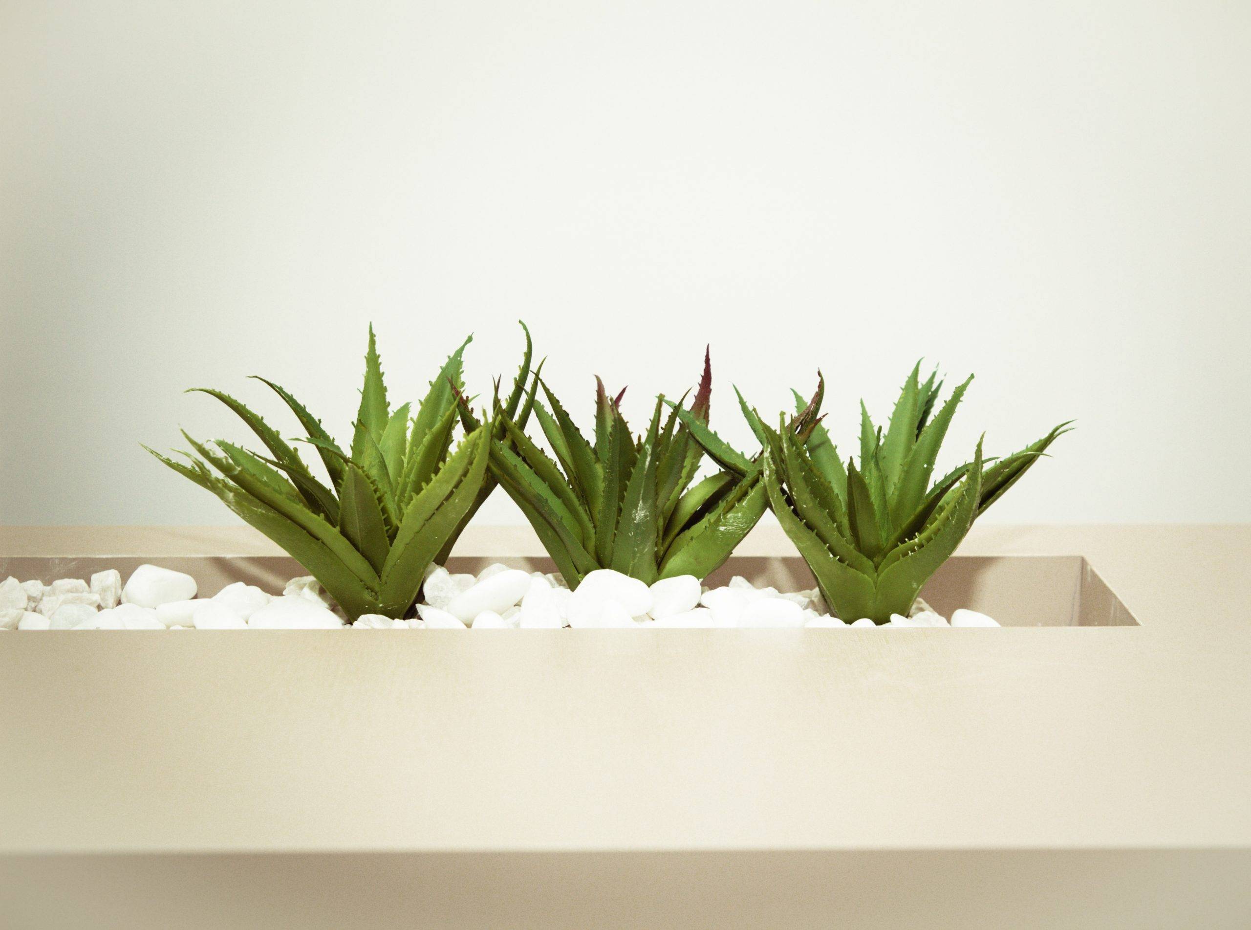 Aloe Vera : Soin de tous les maux